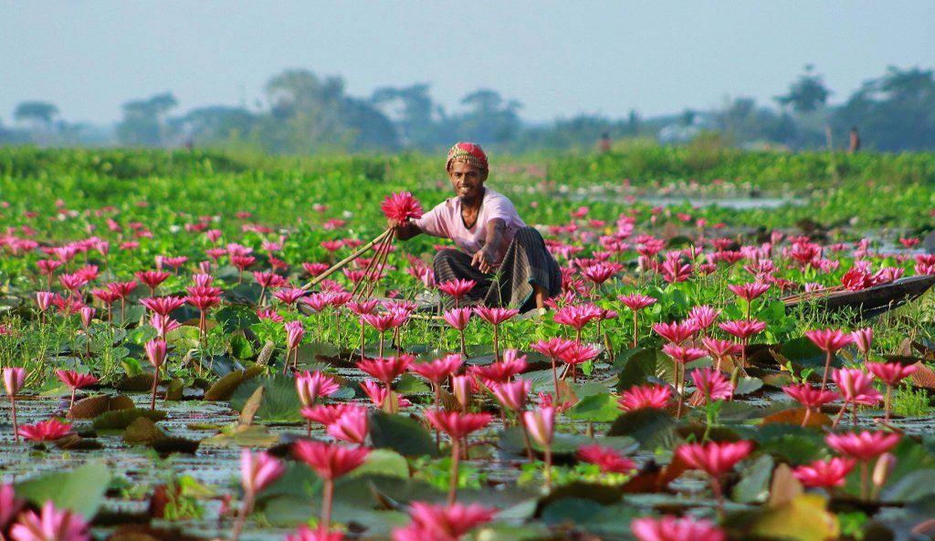 Bangladeshi Nature Photography, Shapla flower